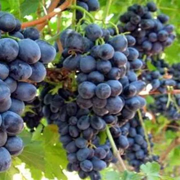 blue grapes