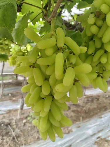grapes 500x500
