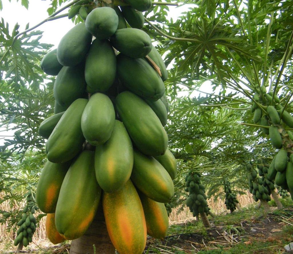 15 no papaya plant (1)