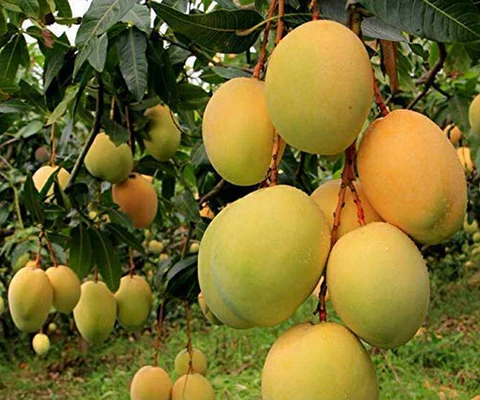 mangoes