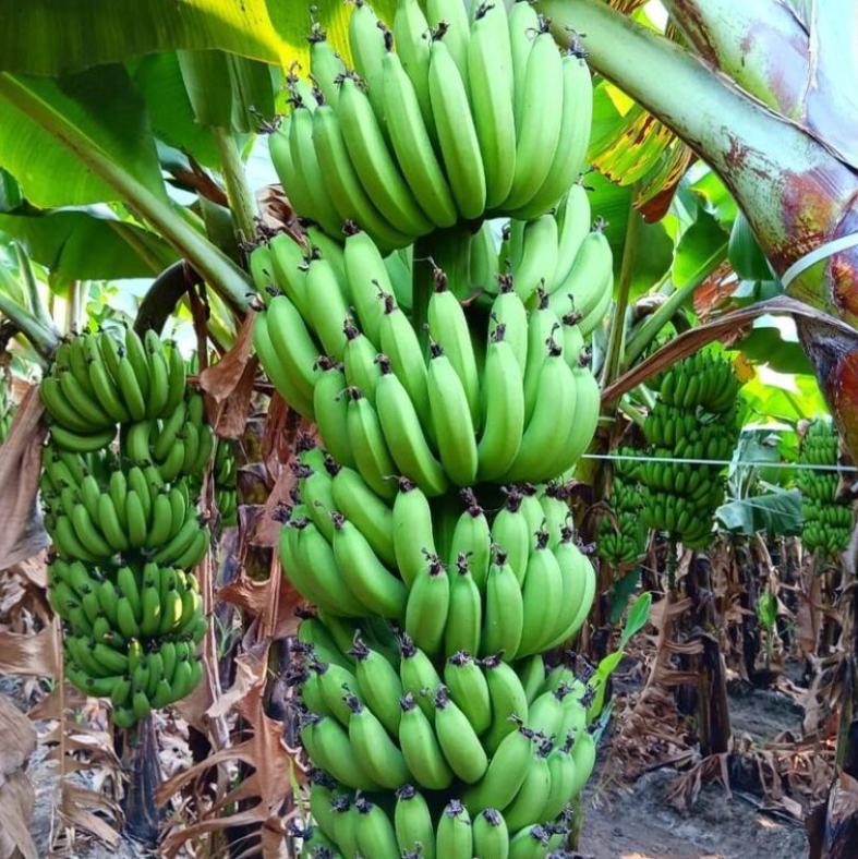 Cavendish Banana G9 export quality