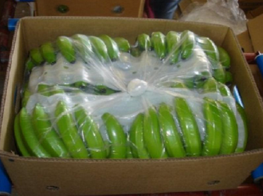 Fresh Cavendish Banana G9