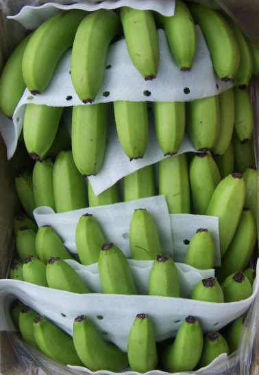 Premium banana export visual