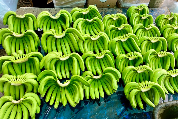 Indian Cavendish Banana G9