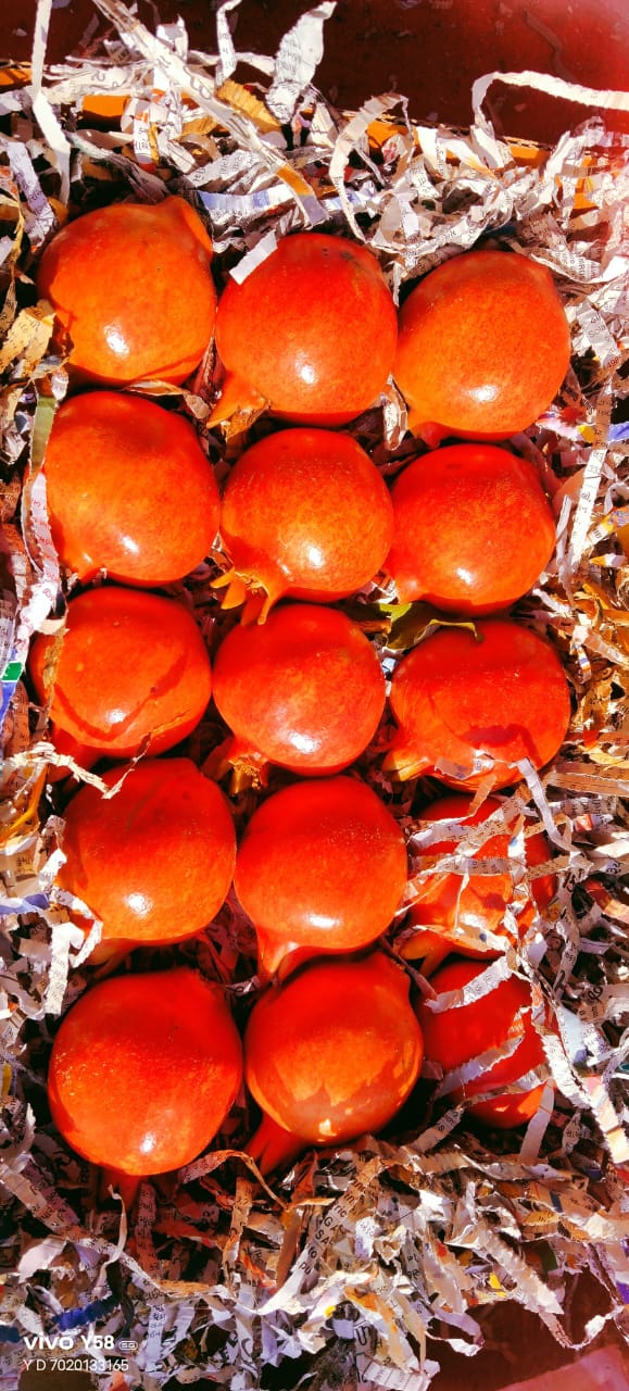 Fresh Bhagwa pomegranate export quality visual