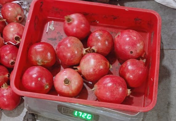 Premium Bhagwa pomegranate fruit inspection visual